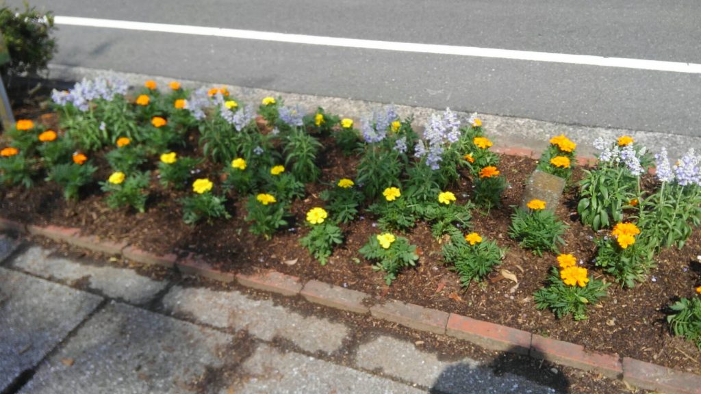 北2号公園前の花壇を植え替えました 美しが丘北自治会